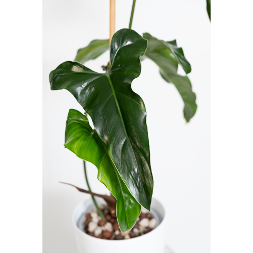 Philodendron delinksii