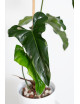 Philodendron delinksii
