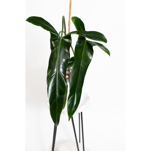 Philodendron Dayaneth...