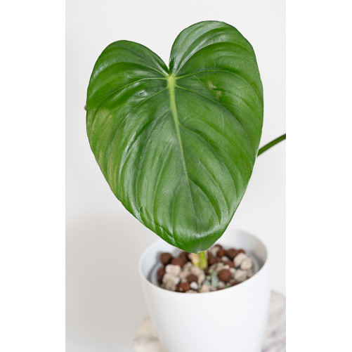 Philodendron pastazanum