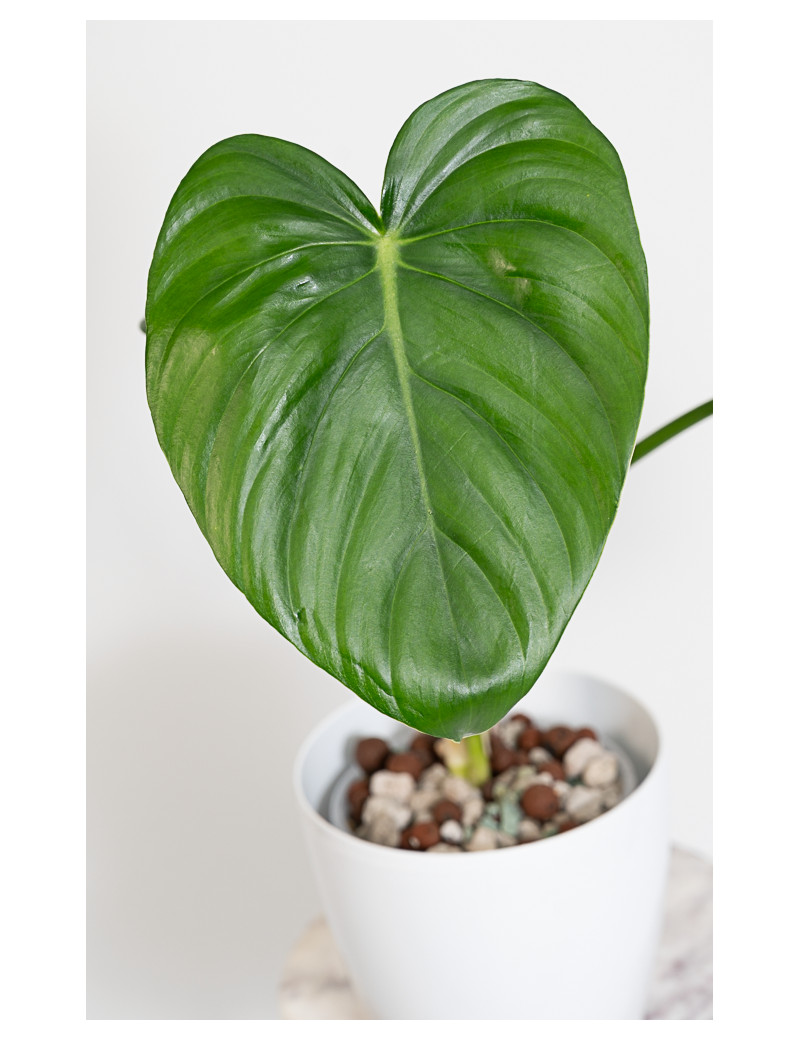 Philodendron pastazanum