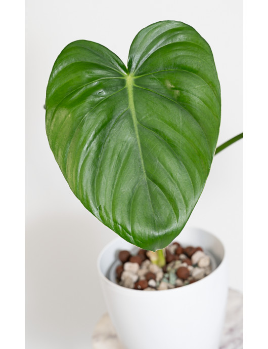 Philodendron pastazanum