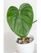 Philodendron pastazanum