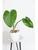 Philodendron pastazanum