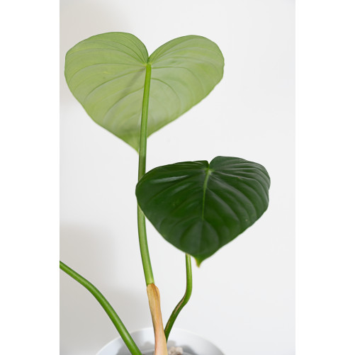 Philodendron pastazanum