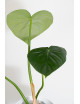 Philodendron pastazanum