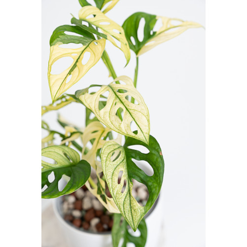 Monstera adansonii variegata