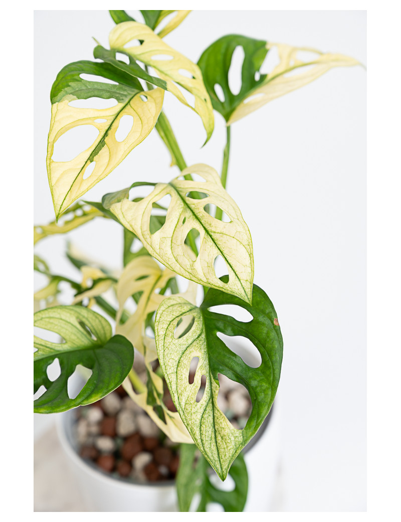 Monstera adansonii variegata