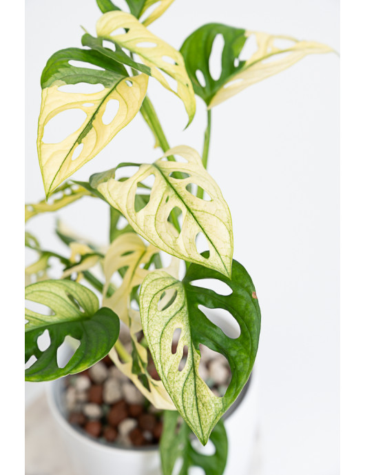 Monstera adansonii variegata