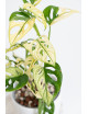 Monstera adansonii variegata
