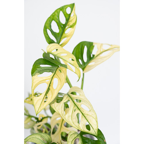 Monstera adansonii variegata
