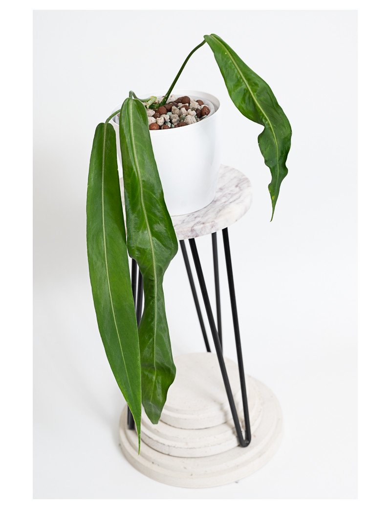 Anthurium pallidiflorum -