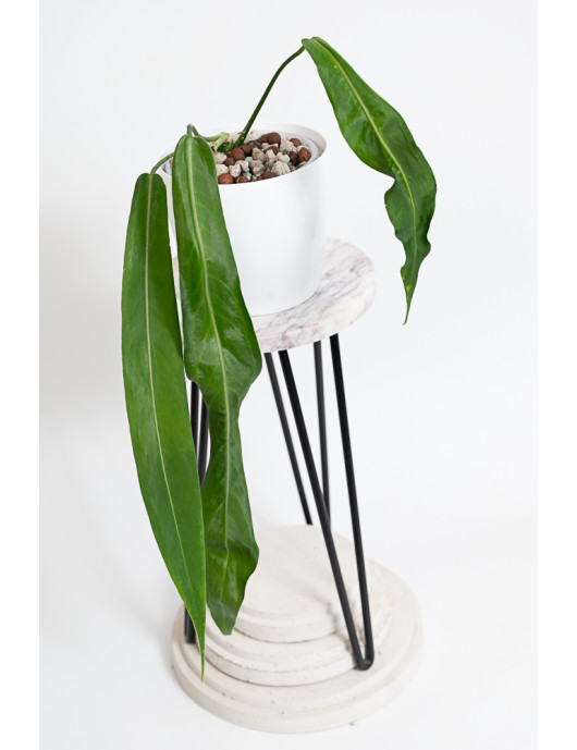 Anthurium pallidiflorum -
