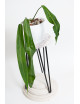 Anthurium pallidiflorum -
