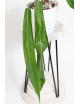 Anthurium pallidiflorum -