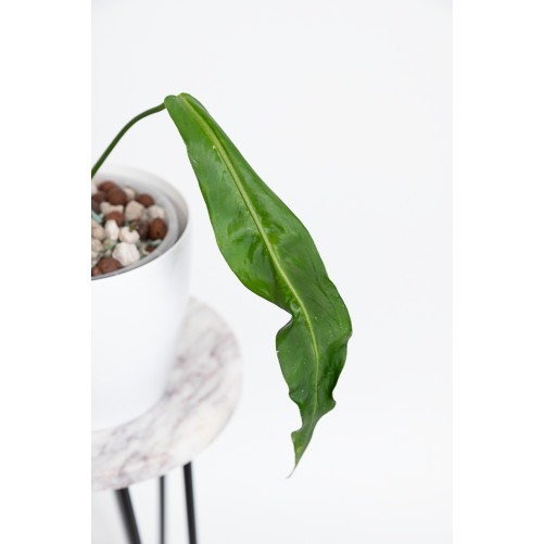 Anthurium pallidiflorum -