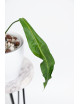 Anthurium pallidiflorum -