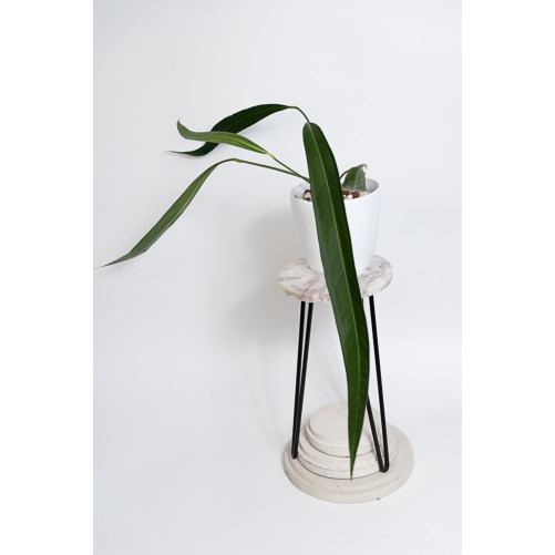 Anthurium pallidiflorum...