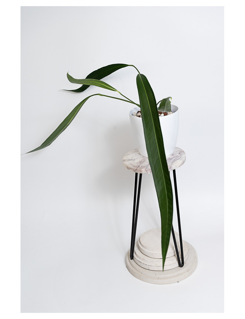 Anthurium pallidiflorum Guazhalan