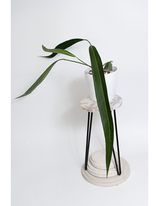 Anthurium pallidiflorum Guazhalan