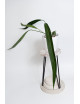 Anthurium pallidiflorum Guazhalan