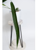 Anthurium pallidiflorum Guazhalan