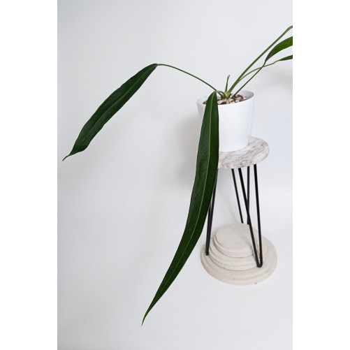 Anthurium pallidiflorum Guazhalan