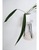 Anthurium pallidiflorum Guazhalan