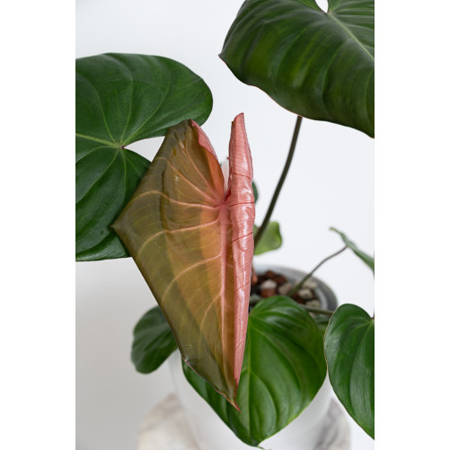 Philodendron Pink Glory