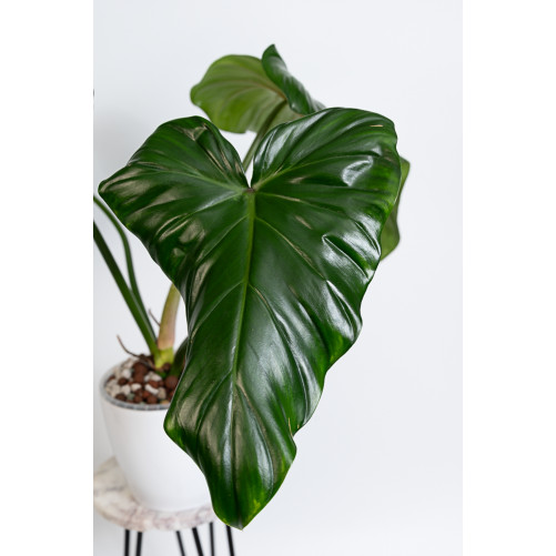 Philodendron barrosoanum 5...