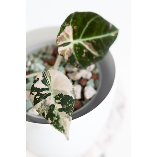 Alokazja black velvet variegata