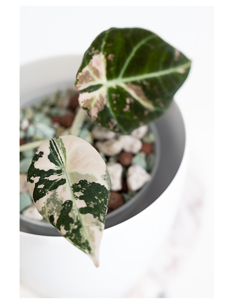 Alokazja black velvet variegata