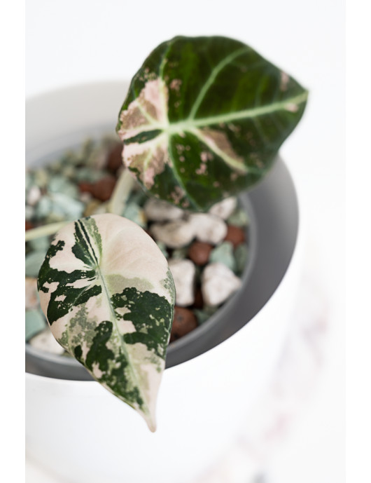 Alokazja black velvet variegata