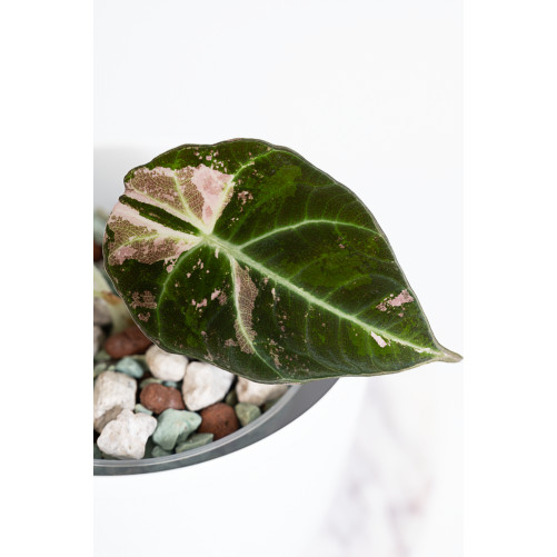Alokazja black velvet variegata