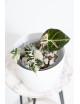 Alokazja black velvet variegata