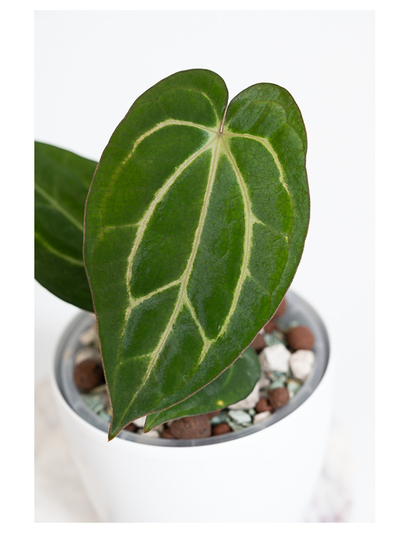 Anthurium carlablackiae