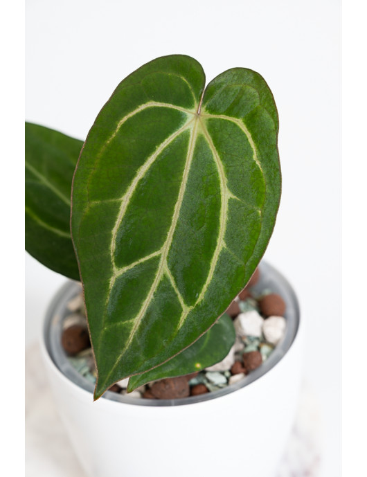Anthurium carlablackiae
