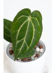 Anthurium carlablackiae