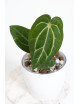 Anthurium carlablackiae