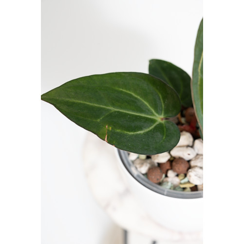Anthurium carlablackiae