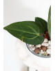 Anthurium carlablackiae