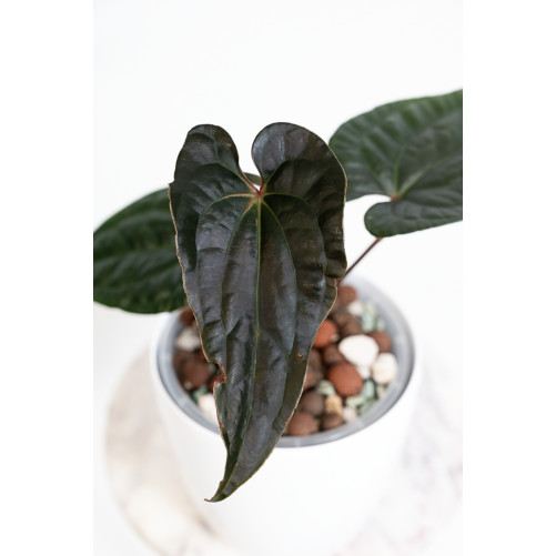 Anthurium luxurians x...
