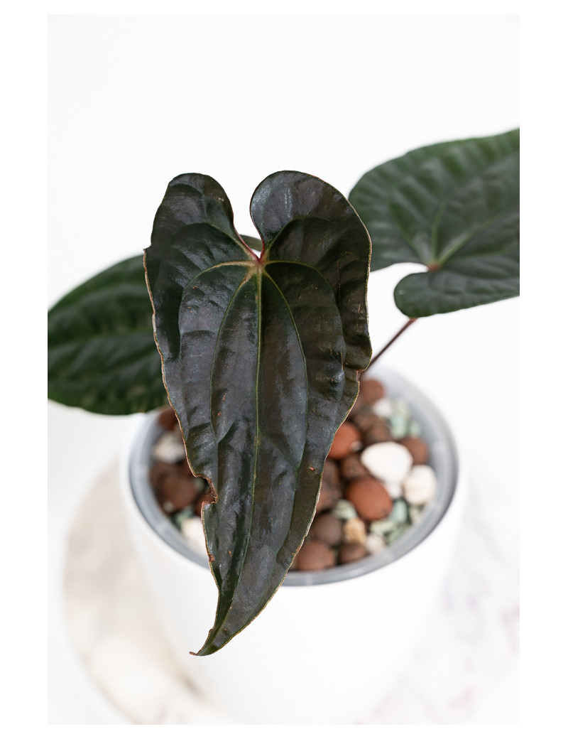Anthurium luxurians x besseae aff Amazon Diamond IC