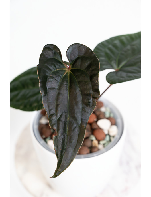 Anthurium luxurians x...