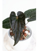Anthurium luxurians x besseae aff Amazon Diamond IC