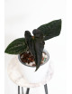 Anthurium luxurians x besseae aff Amazon Diamond IC