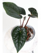 Anthurium luxurians x besseae aff Amazon Diamond IC