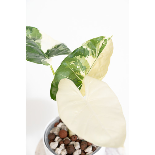 Alokazja macrorrhiza variegata