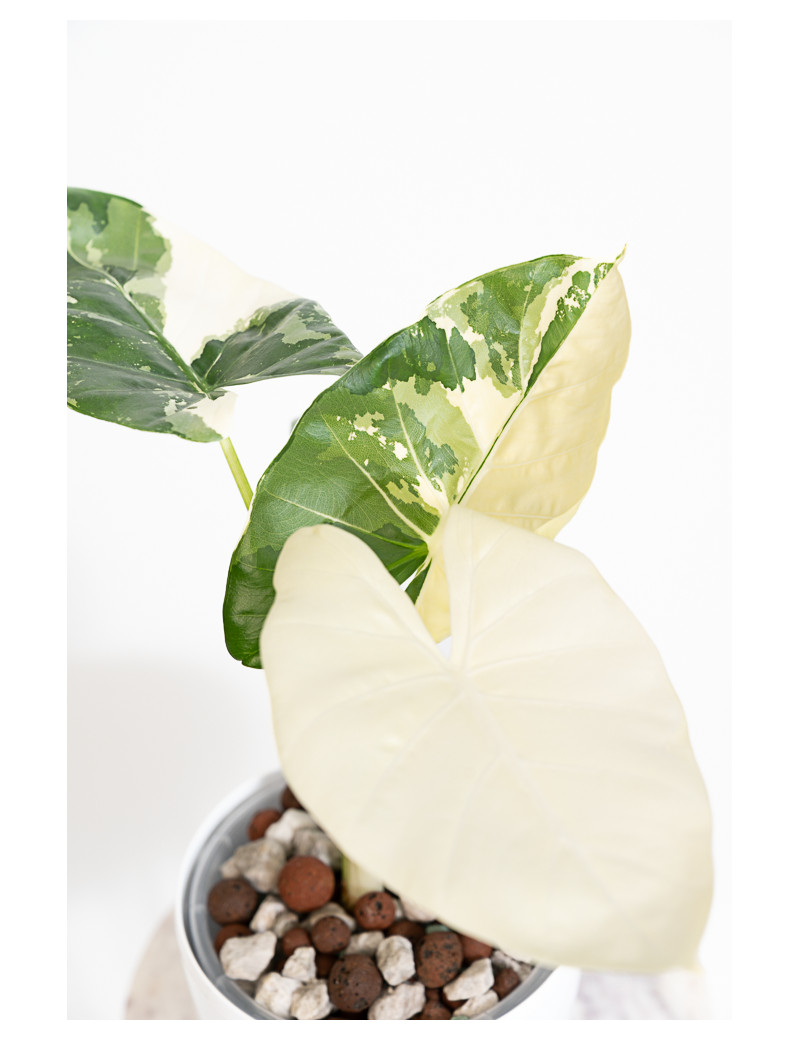 Alokazja macrorrhiza variegata
