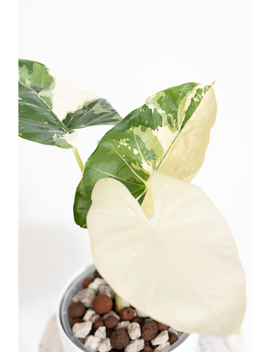 Alokazja macrorrhiza variegata